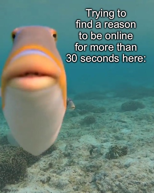 staring fish | Trying to find a reason to be online for more than 30 seconds here: | image tagged in staring fish | made w/ Imgflip meme maker