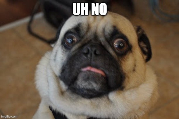 Pug worried | UH NO | image tagged in pug worried | made w/ Imgflip meme maker