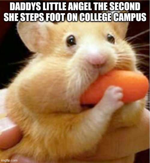 daddys little girl | DADDYS LITTLE ANGEL THE SECOND SHE STEPS FOOT ON COLLEGE CAMPUS | image tagged in hamster eats carrot mouthful | made w/ Imgflip meme maker