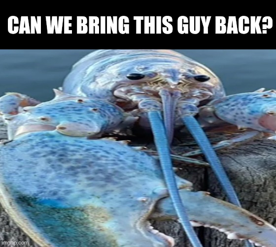 return of lobter | CAN WE BRING THIS GUY BACK? | image tagged in blue lobster | made w/ Imgflip meme maker
