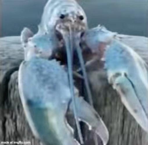 Blue Lobster | image tagged in blue lobster | made w/ Imgflip meme maker