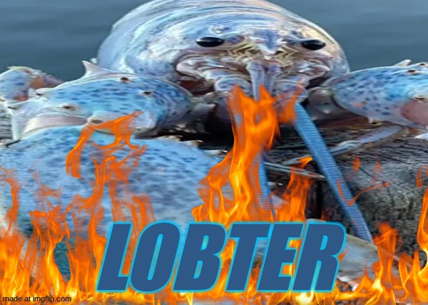 Blue Lobster | LOBTER | image tagged in blue lobster | made w/ Imgflip meme maker