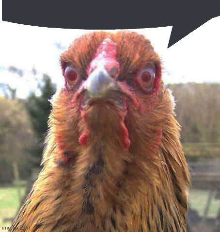 revenge chicken | image tagged in revenge chicken | made w/ Imgflip meme maker