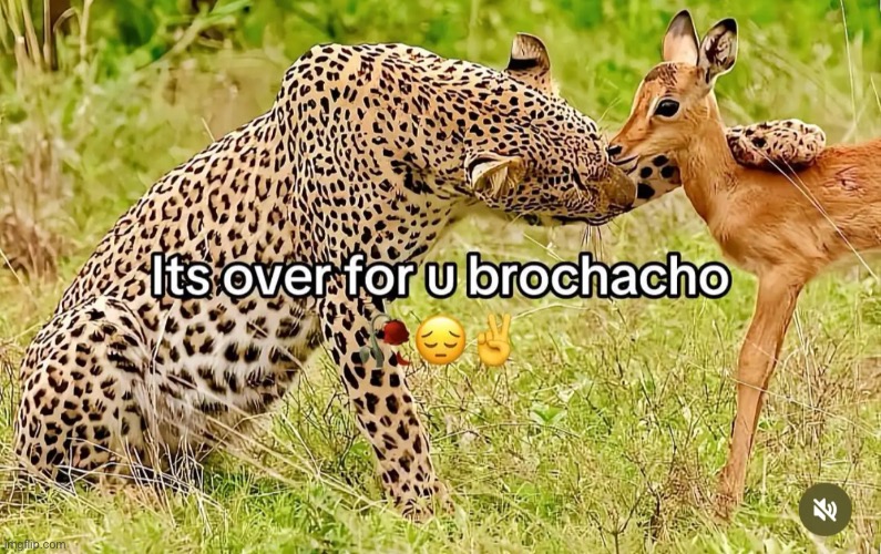 It over for you brochacho | image tagged in it over for you brochacho | made w/ Imgflip meme maker