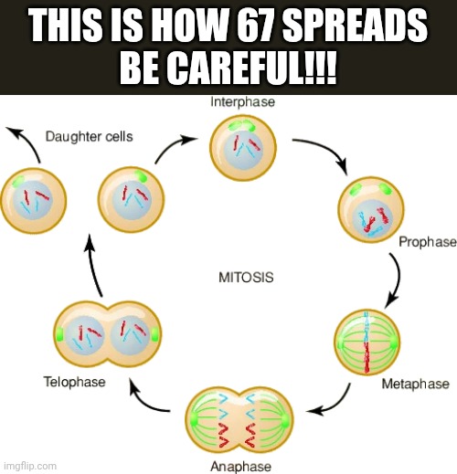 Mitosis | THIS IS HOW 67 SPREADS
BE CAREFUL!!! | image tagged in mitosis | made w/ Imgflip meme maker