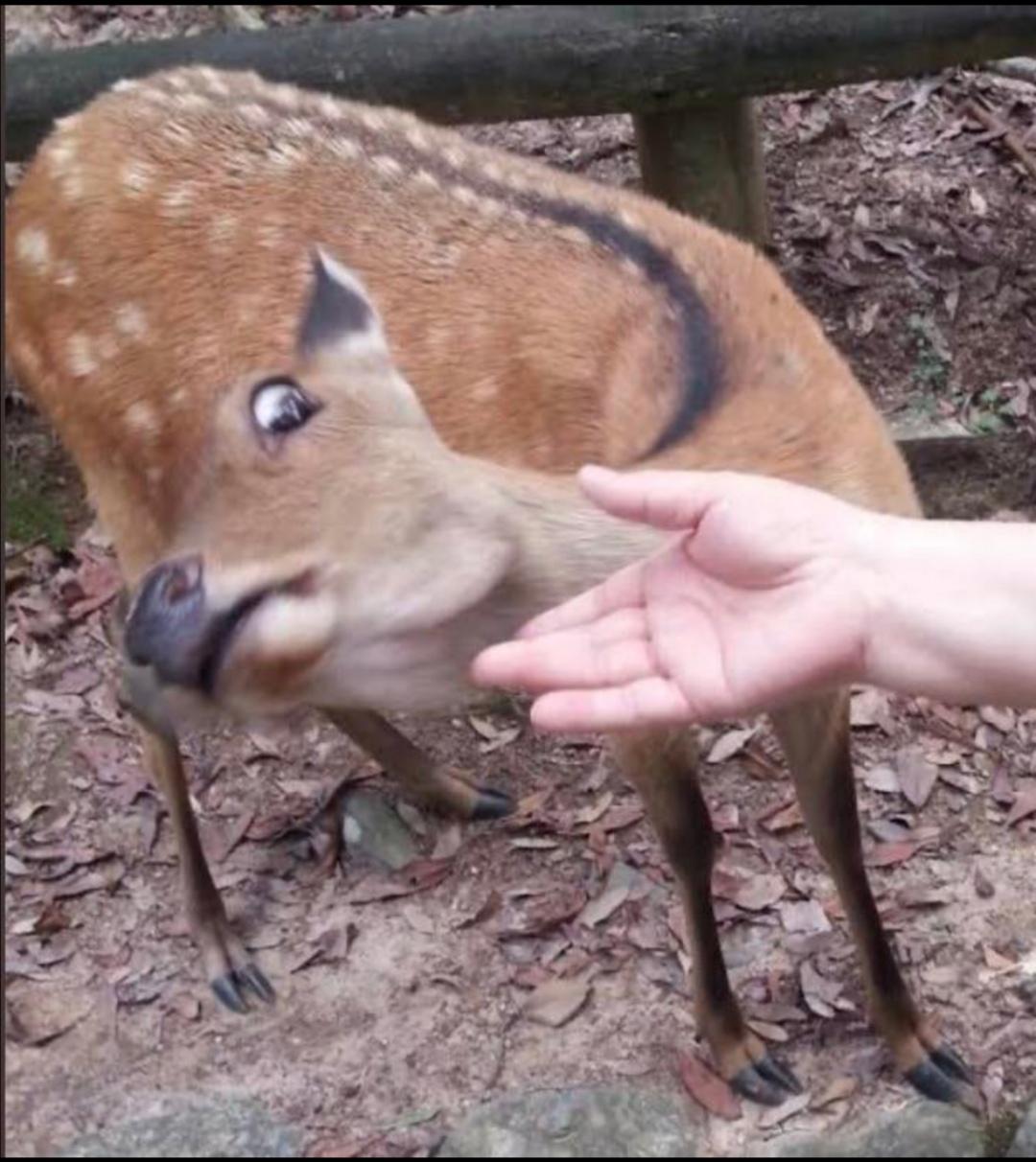 Deer thinks man's hand is disgusting Blank Meme Template