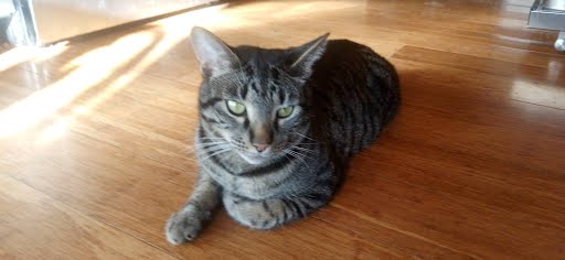 Buisness kitty Blank Meme Template