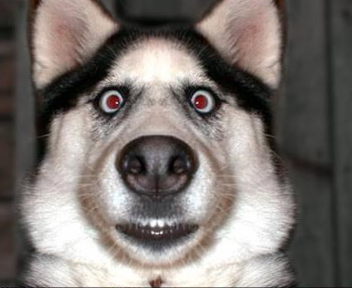 panic dog Blank Meme Template