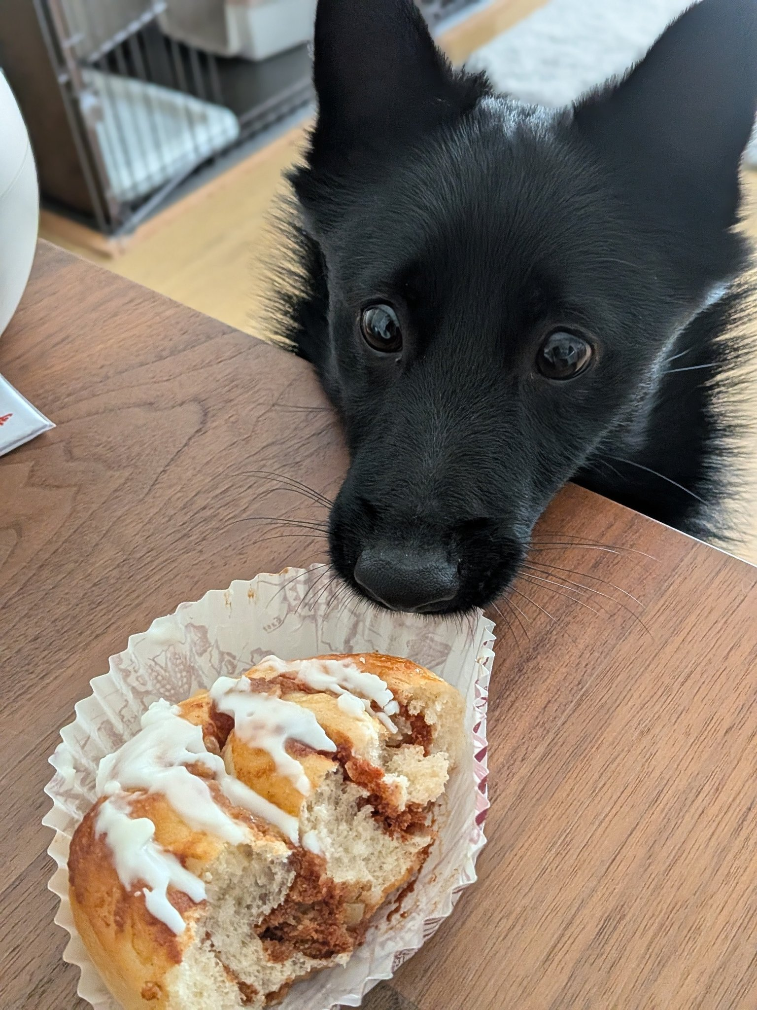 hungry dog Blank Meme Template