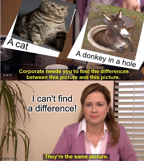 Difference Between A Cat & A Donkey | A cat; A donkey in a hole; I can't find a difference! | image tagged in they're the same picture,cats,funny cats,donkey,asshole,hole | made w/ Imgflip meme maker