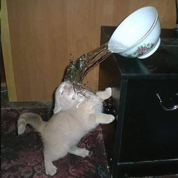 cat splashing water Blank Meme Template