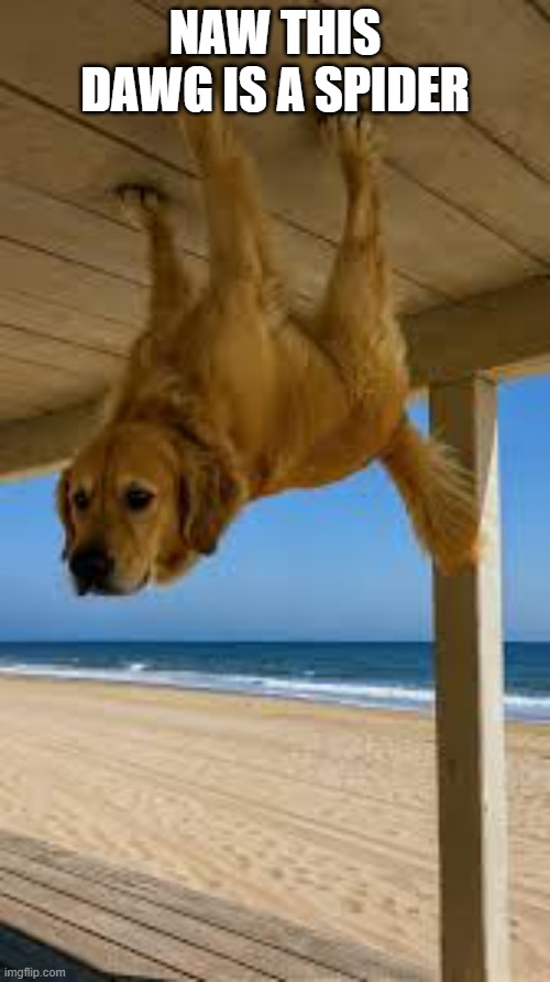 spider dawg | NAW THIS DAWG IS A SPIDER | image tagged in doggy,dawg | made w/ Imgflip meme maker