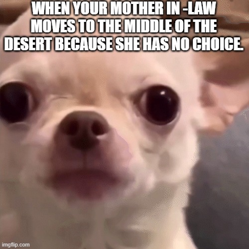 EvilDog | WHEN YOUR MOTHER IN -LAW MOVES TO THE MIDDLE OF THE DESERT BECAUSE SHE HAS NO CHOICE. | image tagged in evildog | made w/ Imgflip meme maker