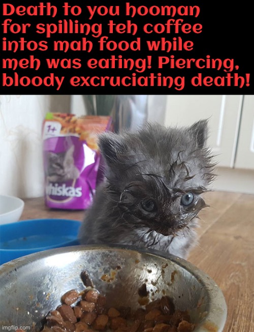 Excruciating Death By Kitten | Death to you hooman for spilling teh coffee intos mah food while meh was eating! Piercing, bloody excruciating death! | image tagged in cats,funny cats,kitten,cute kittens,time to die,angry cat | made w/ Imgflip meme maker