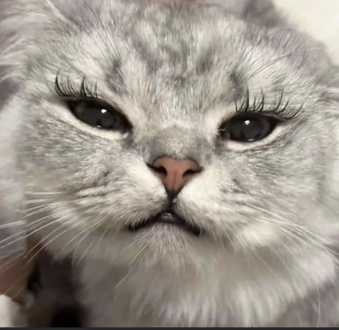 Pretty kitty Blank Meme Template