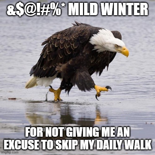 Daily walk | &$@!#%* MILD WINTER; FOR NOT GIVING ME AN EXCUSE TO SKIP MY DAILY WALK | image tagged in angry eagle | made w/ Imgflip meme maker
