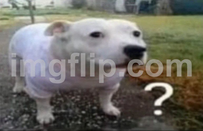 Confused dog | image tagged in confused dog | made w/ Imgflip meme maker