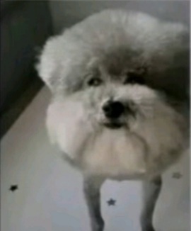 He made a statement dog Blank Meme Template