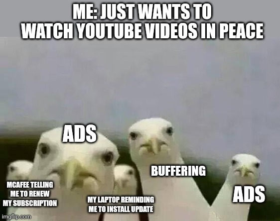 Oh the agony | ME: JUST WANTS TO WATCH YOUTUBE VIDEOS IN PEACE; ADS; BUFFERING; ADS; MCAFEE TELLING ME TO RENEW MY SUBSCRIPTION; MY LAPTOP REMINDING ME TO INSTALL UPDATE | image tagged in seagulls_mine,memes,ads | made w/ Imgflip meme maker