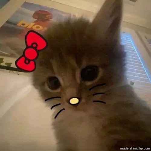 another kitty :3 | made w/ Imgflip meme maker