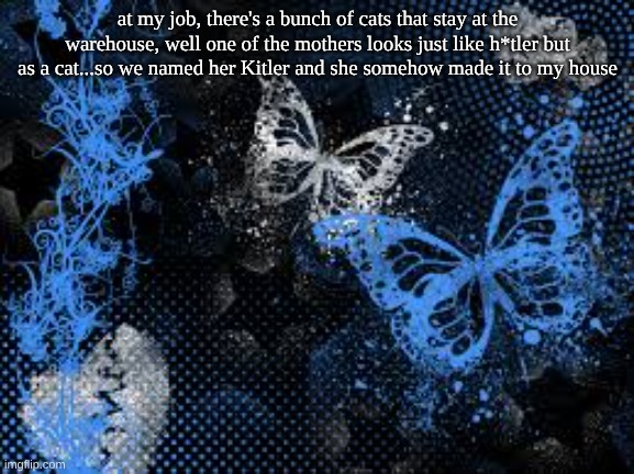 sam's butterfly wallpaper | at my job, there's a bunch of cats that stay at the warehouse, well one of the mothers looks just like h*tler but as a cat...so we named her Kitler and she somehow made it to my house | image tagged in sam's butterfly wallpaper | made w/ Imgflip meme maker