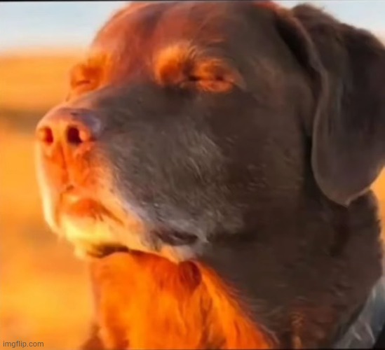 i'm cooked | image tagged in i'm cooked | made w/ Imgflip meme maker