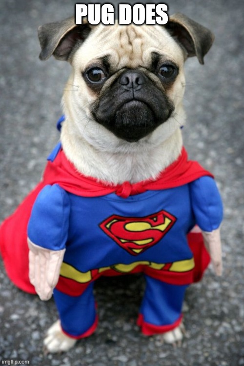 PUG DOES | image tagged in hay dere pretty lady super pug is here to save you with derpyne | made w/ Imgflip meme maker