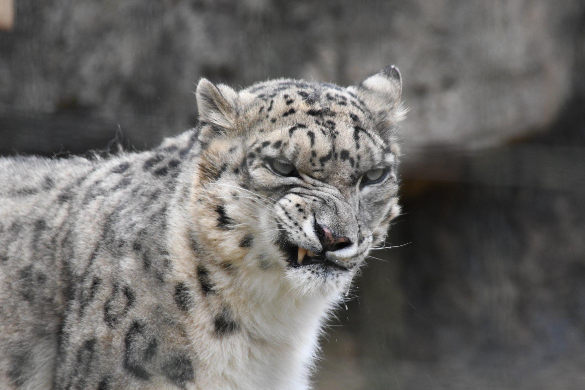 Grumpy Snow Leopard Blank Meme Template