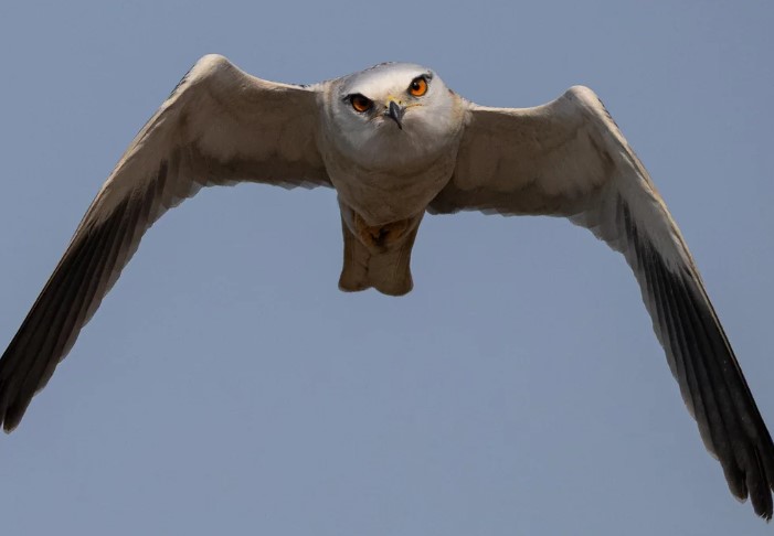 angry bird Blank Meme Template