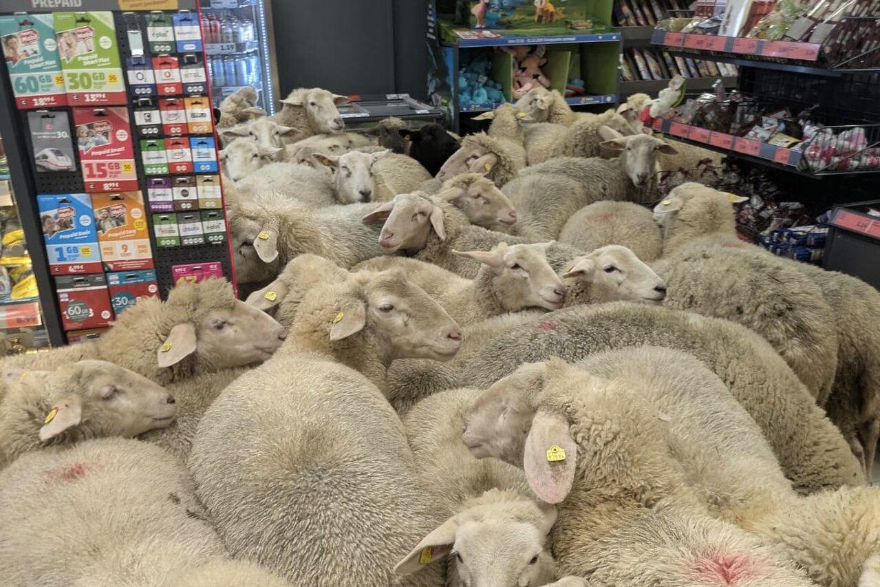 Sheeps in a Supermarket Blank Meme Template