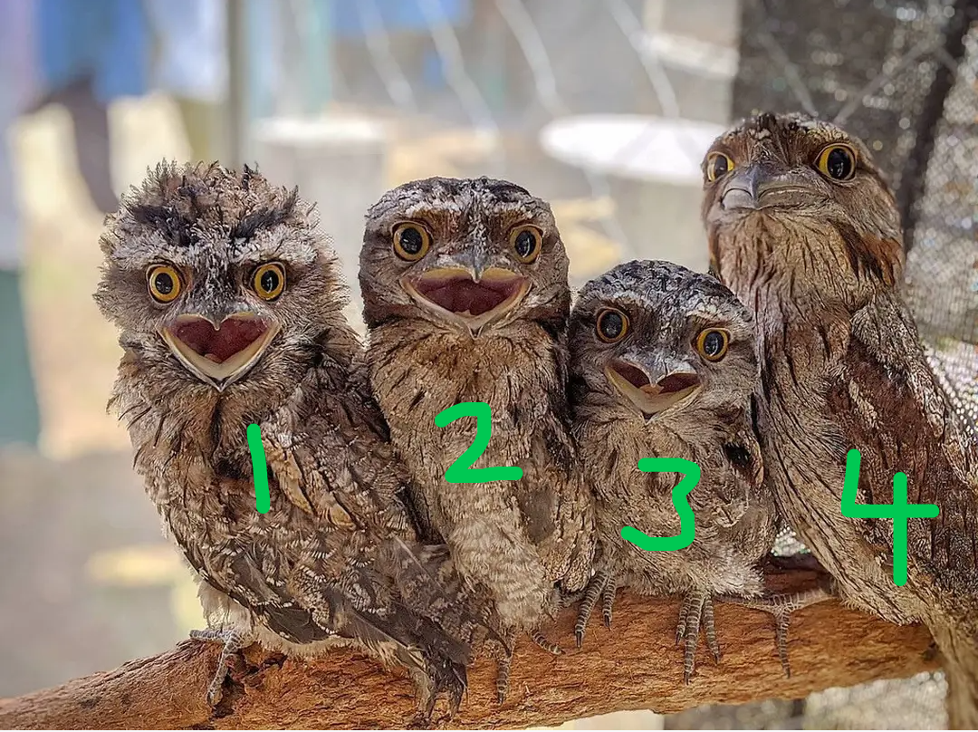 Which Tawny Frogmouth Are You Today? Blank Meme Template