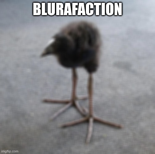 DAMN!!! | BLURAFACTION | image tagged in pukeko chick | made w/ Imgflip meme maker