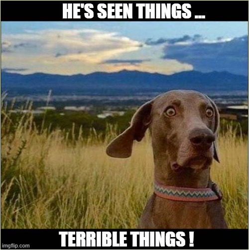 What Happened Here ? | HE'S SEEN THINGS ... TERRIBLE THINGS ! | image tagged in dogs,terrible,things | made w/ Imgflip meme maker