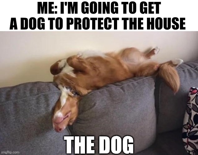 Me: I'm Going To Get A Dog To Protect The House | ME: I'M GOING TO GET A DOG TO PROTECT THE HOUSE; THE DOG | image tagged in chrisjoines1 | made w/ Imgflip meme maker