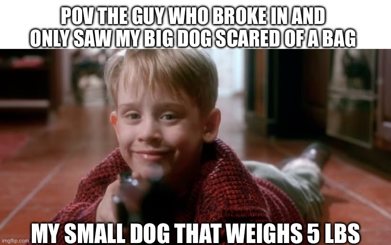 Is it wrong | POV THE GUY WHO BROKE IN AND ONLY SAW MY BIG DOG SCARED OF A BAG; MY SMALL DOG THAT WEIGHS 5 LBS | made w/ Imgflip meme maker