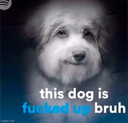this dog is fucked up bruh | image tagged in this dog is fucked up bruh | made w/ Imgflip meme maker
