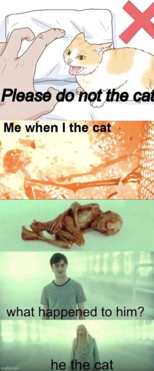 image tagged in memes,funny,funny memes,meme,cat,cats | made w/ Imgflip meme maker