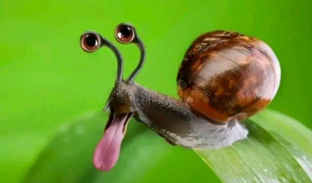 snail Blank Meme Template