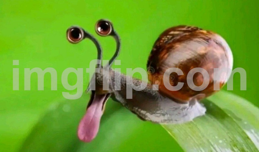 snail | image tagged in snail | made w/ Imgflip meme maker