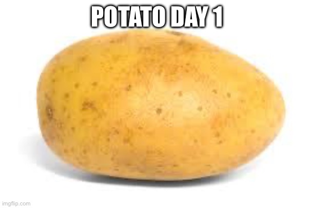 Potato day 1 | POTATO DAY 1 | image tagged in potato,funny,memes | made w/ Imgflip meme maker