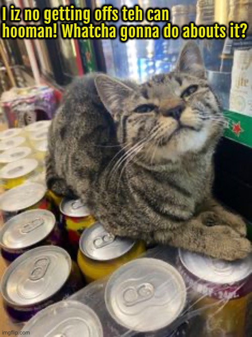 I Iz Not | I iz no getting offs teh can hooman! Whatcha gonna do abouts it? | image tagged in cats,funny cats,smug,what are you looking at,whatever,entitlement | made w/ Imgflip meme maker