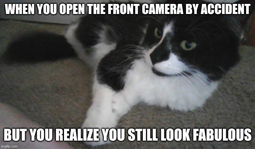 He's totally owning it. | WHEN YOU OPEN THE FRONT CAMERA BY ACCIDENT; BUT YOU REALIZE YOU STILL LOOK FABULOUS | image tagged in fluffy tuxedo cat | made w/ Imgflip meme maker