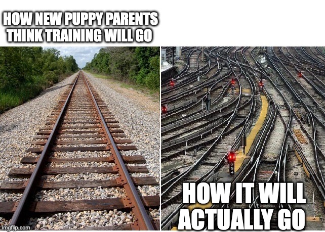 Puppy Training | HOW NEW PUPPY PARENTS THINK TRAINING WILL GO; HOW IT WILL ACTUALLY GO | image tagged in it's not that complicated | made w/ Imgflip meme maker