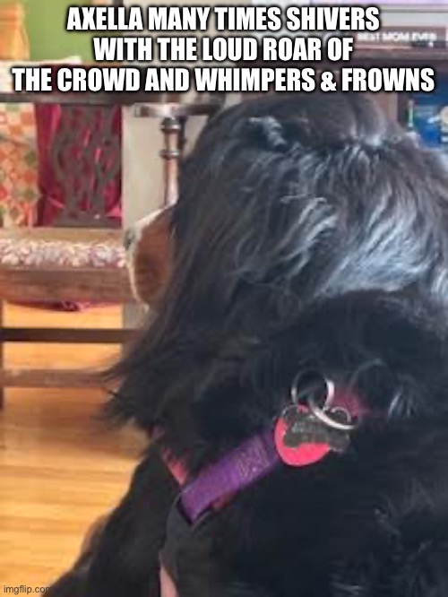 Sensitive Dog | AXELLA MANY TIMES SHIVERS
WITH THE LOUD ROAR OF THE CROWD AND WHIMPERS & FROWNS | image tagged in dogs | made w/ Imgflip meme maker