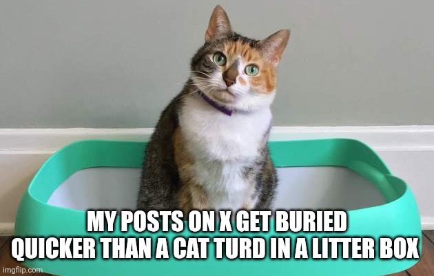 Twitter memes | MY POSTS ON X GET BURIED QUICKER THAN A CAT TURD IN A LITTER BOX | image tagged in funny cats | made w/ Imgflip meme maker