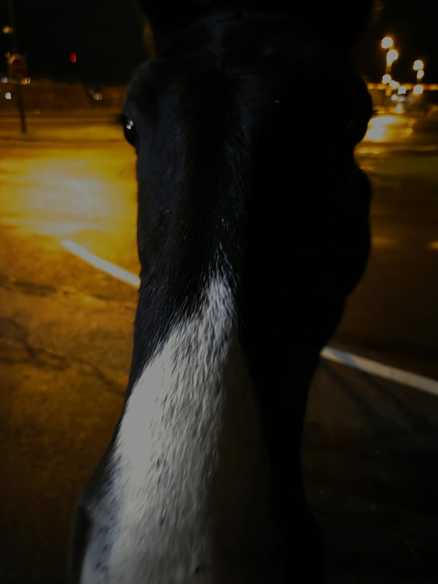 Horse Blank Meme Template