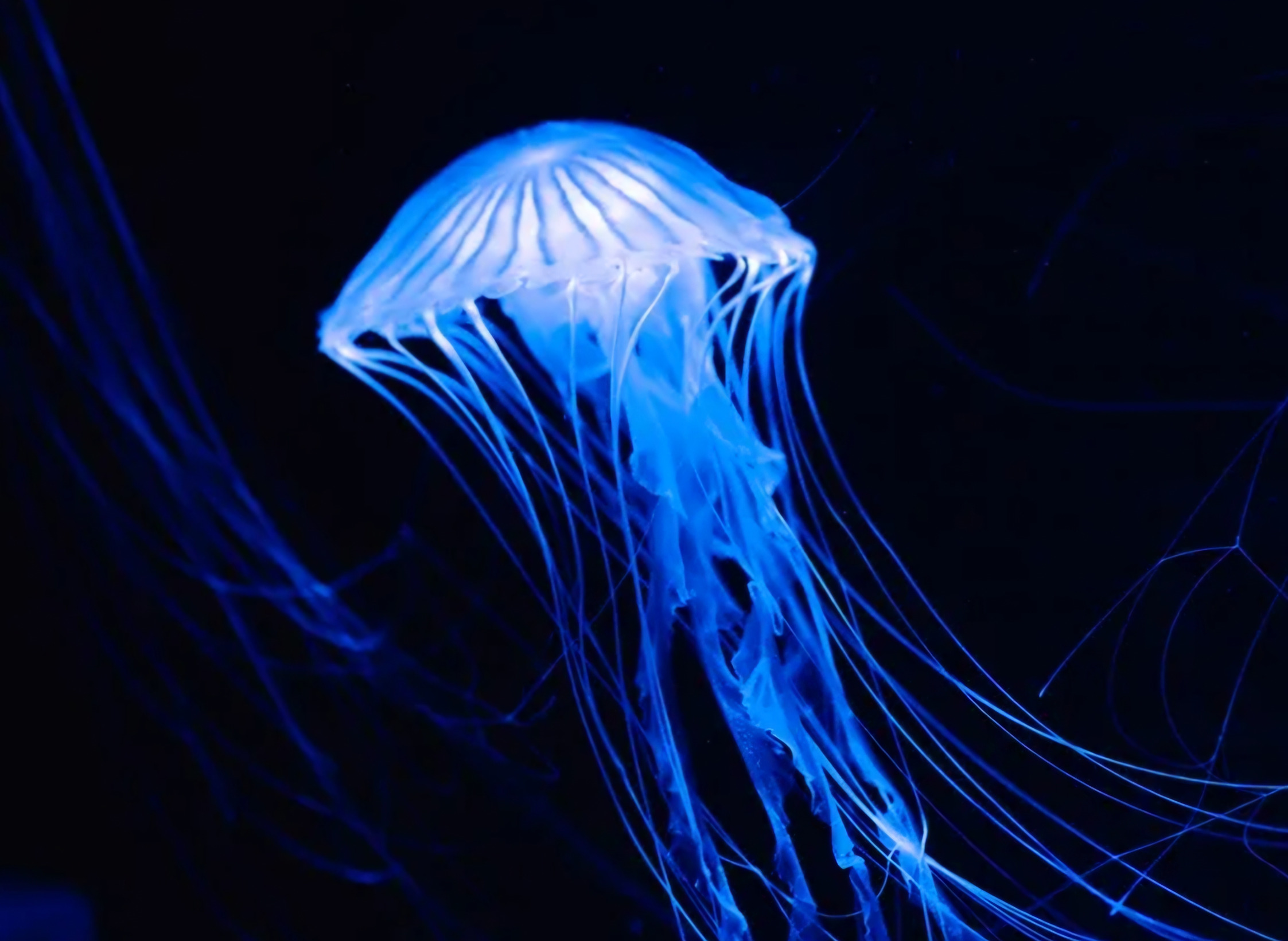 SCP-312-D Blank Meme Template