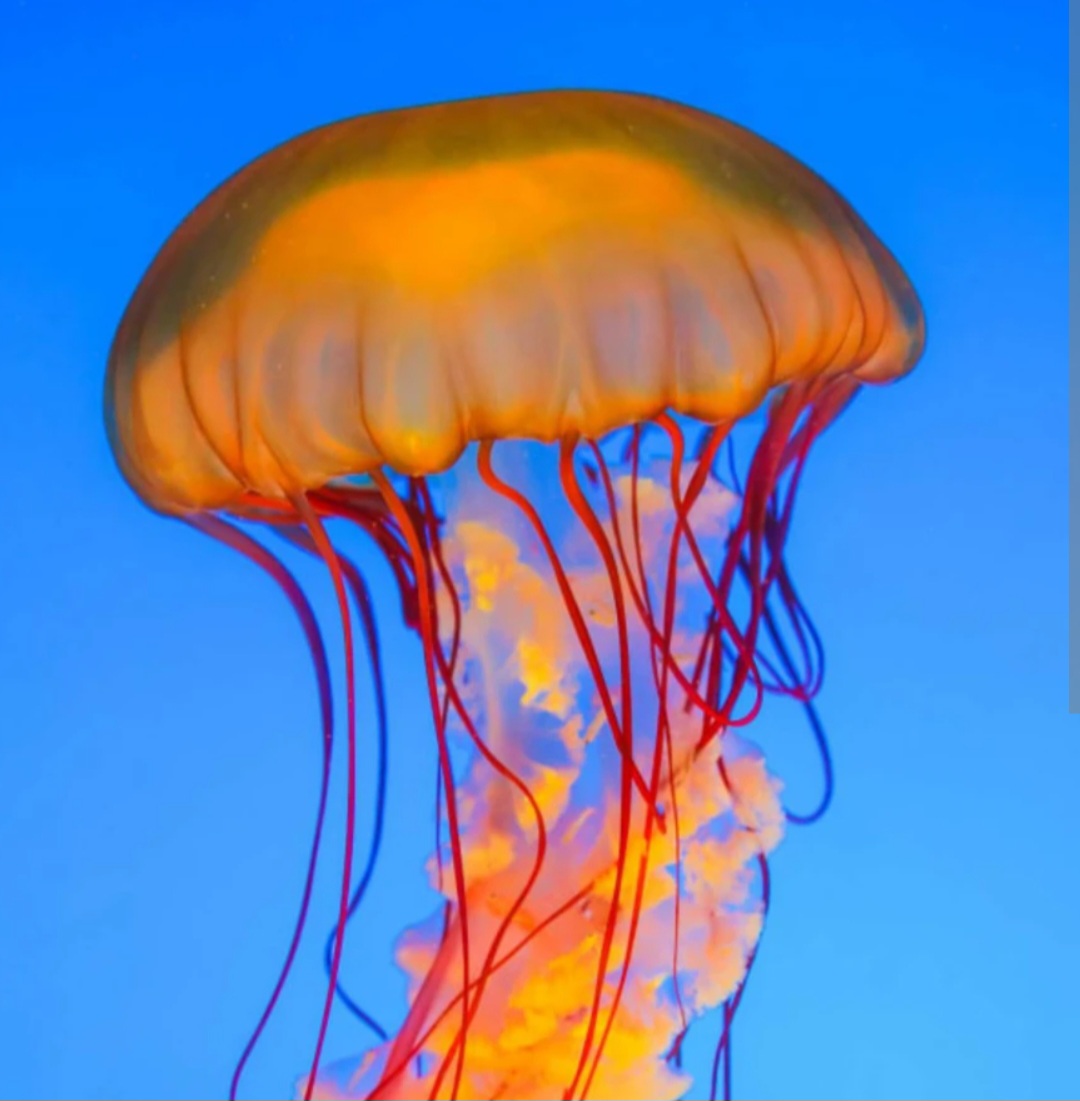 SCP-312-J Blank Meme Template