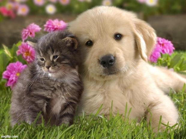 puppies and kittens | image tagged in puppies and kittens | made w/ Imgflip meme maker