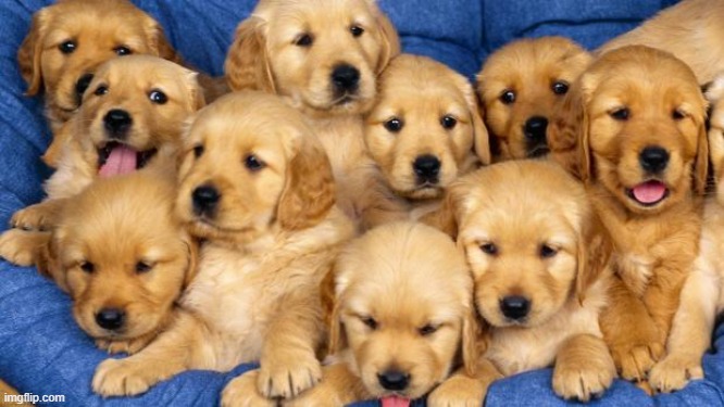 puppies | image tagged in puppies | made w/ Imgflip meme maker